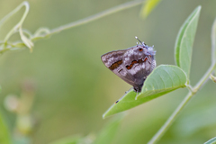 Rubroserrata ecbatana