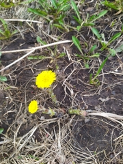 Tussilago farfara