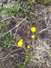 Tussilago farfara