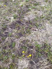 Tussilago farfara