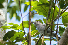 Thamnophilus ambiguus