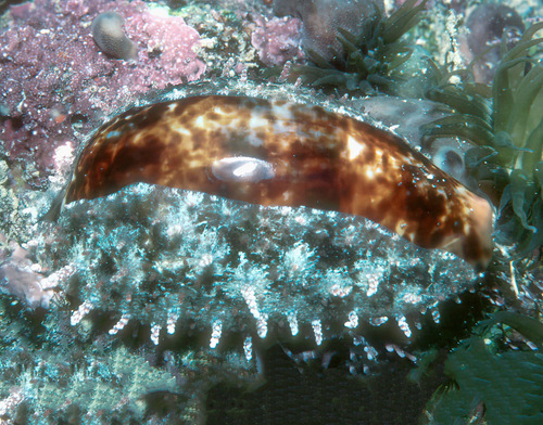 Annette's cowrie