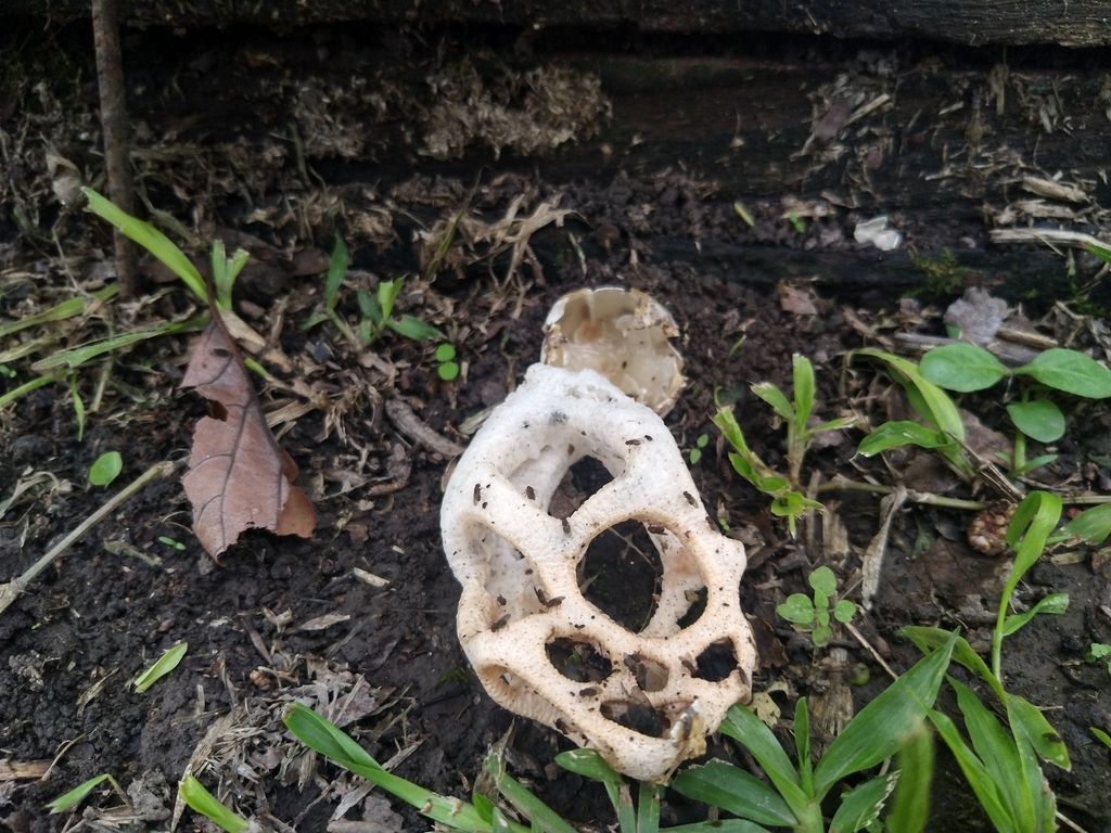 Clathrus chrysomycelinus · April 2022 · photo: © patriciocowpercoles (iNaturalist, cc-by)