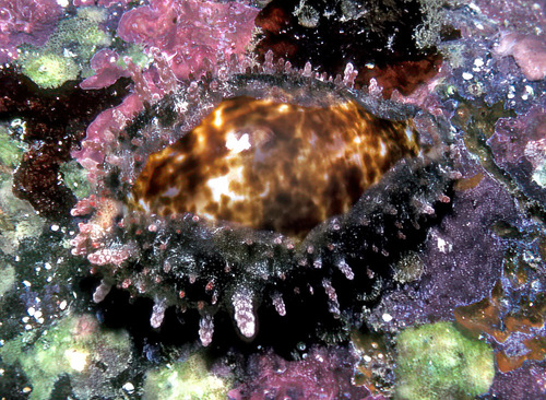 Annette's cowrie