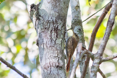 Xiphorhynchus fuscus