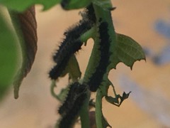 Saturnia japonica