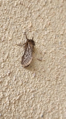 Fraus polyspila