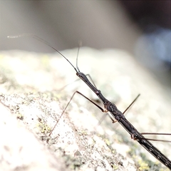 Hydrometra stagnorum