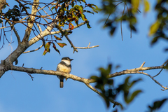 Notharchus swainsoni