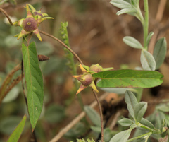 Ipomoea gracilisepala