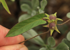 Ipomoea gracilisepala