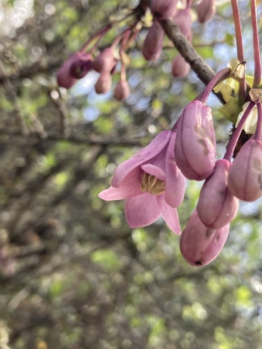 Stauntonia latifolia, photograph 1