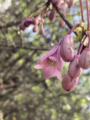 Stauntonia latifolia, photograph John Kenrick Gibson, CC0, iNaturalist via GBIF