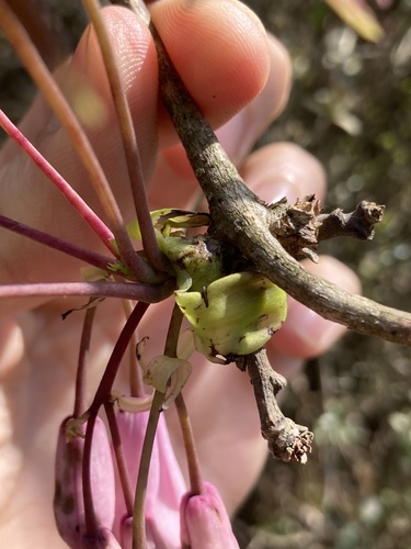 Stauntonia latifolia, photograph 2