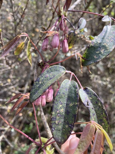 Stauntonia latifolia, photograph 3
