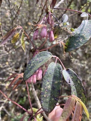 Stauntonia latifolia, photograph John Kenrick Gibson, CC0, iNaturalist via GBIF