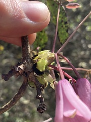 Stauntonia latifolia, photograph John Kenrick Gibson, CC0, iNaturalist via GBIF