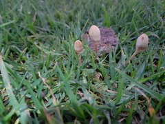 Panaeolopsis