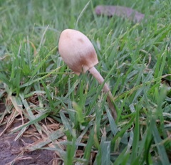 Panaeolopsis