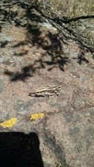 Pardalophora apiculata