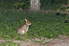 Sylvilagus brasiliensis