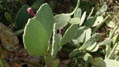 Opuntia anahuacensis
