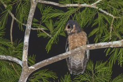 Pulsatrix koeniswaldiana