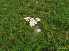 Achillea asiatica