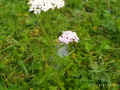 Achillea asiatica