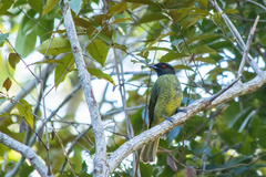 Carpornis melanocephala