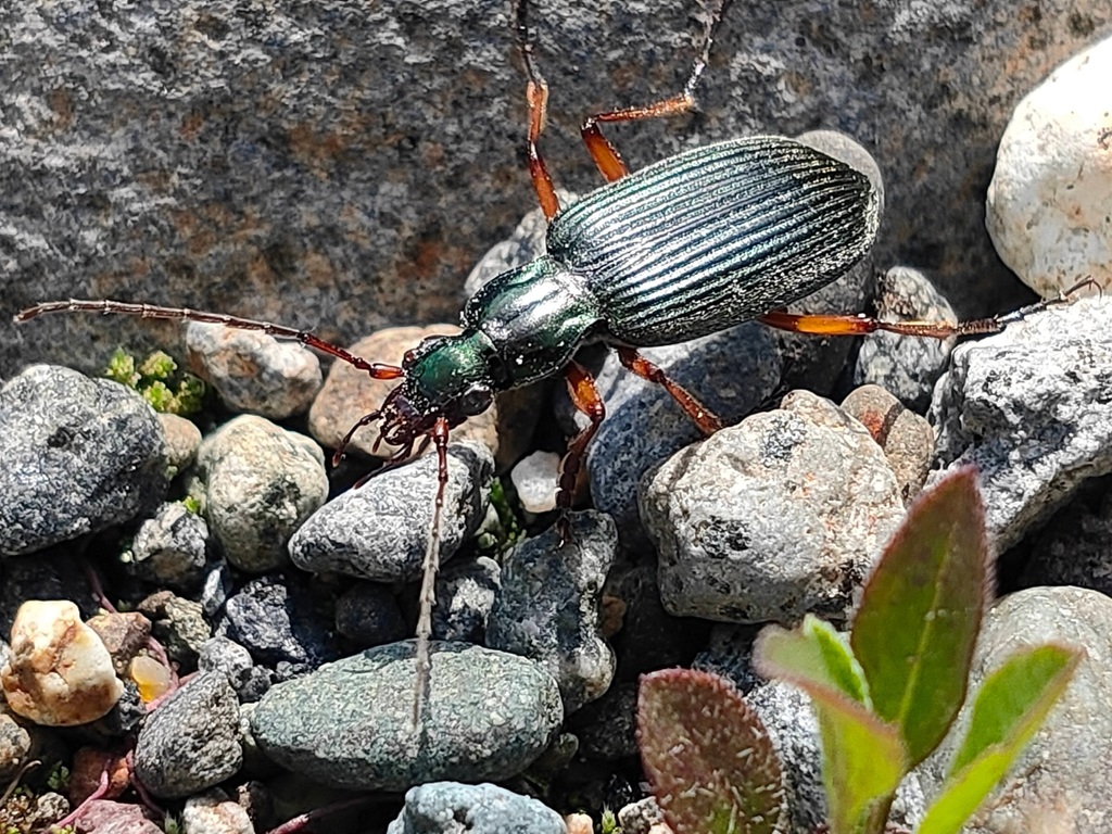 Chlaenius noguchii