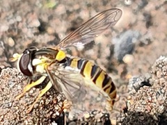 Sphaerophoria