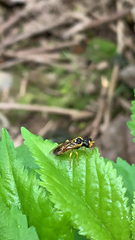 Pamphilius aurantiacus