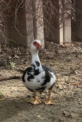Cairina moschata domestica
