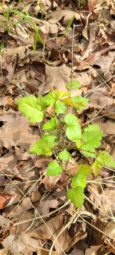 Crataegus pruinosa var. virella