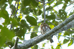 Glaucidium minutissimum