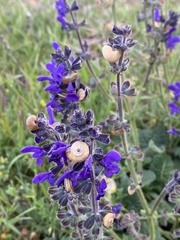 Salvia sclareoides