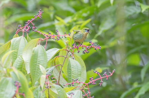 Short-billed Honeycreeper (Cyanerpes nitidus), photo 3