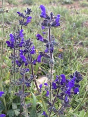 Salvia sclareoides