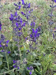 Salvia sclareoides