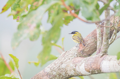 Todirostrum chrysocrotaphum