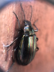 Tarpela micans