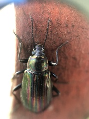 Tarpela micans