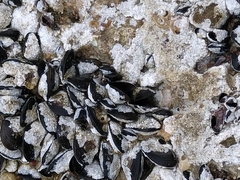 Brachidontes pharaonis