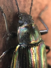 Tarpela micans