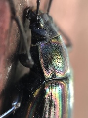 Tarpela micans