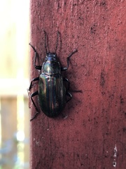 Tarpela micans