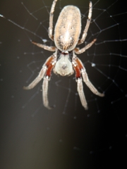 Araneus tubabdominus