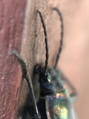 Tarpela micans