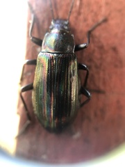 Tarpela micans